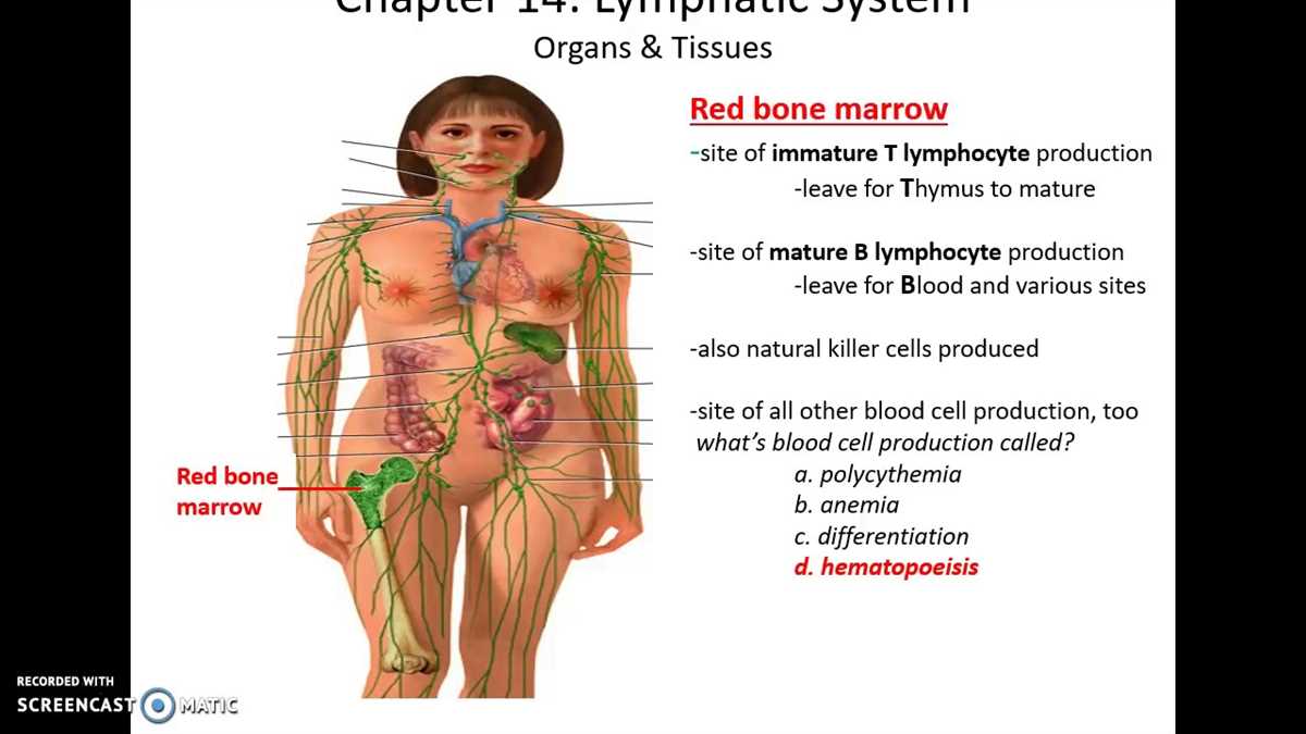 Preparing for Your Anatomy and Physiology Chapter 4 Test