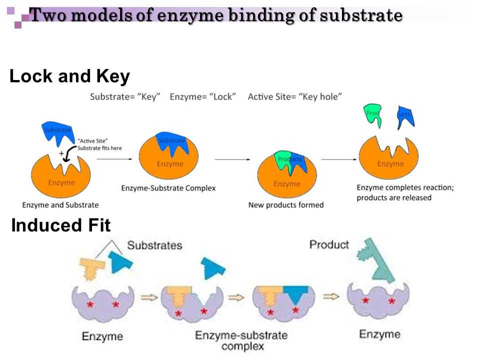 Enzyme webquest answer key
