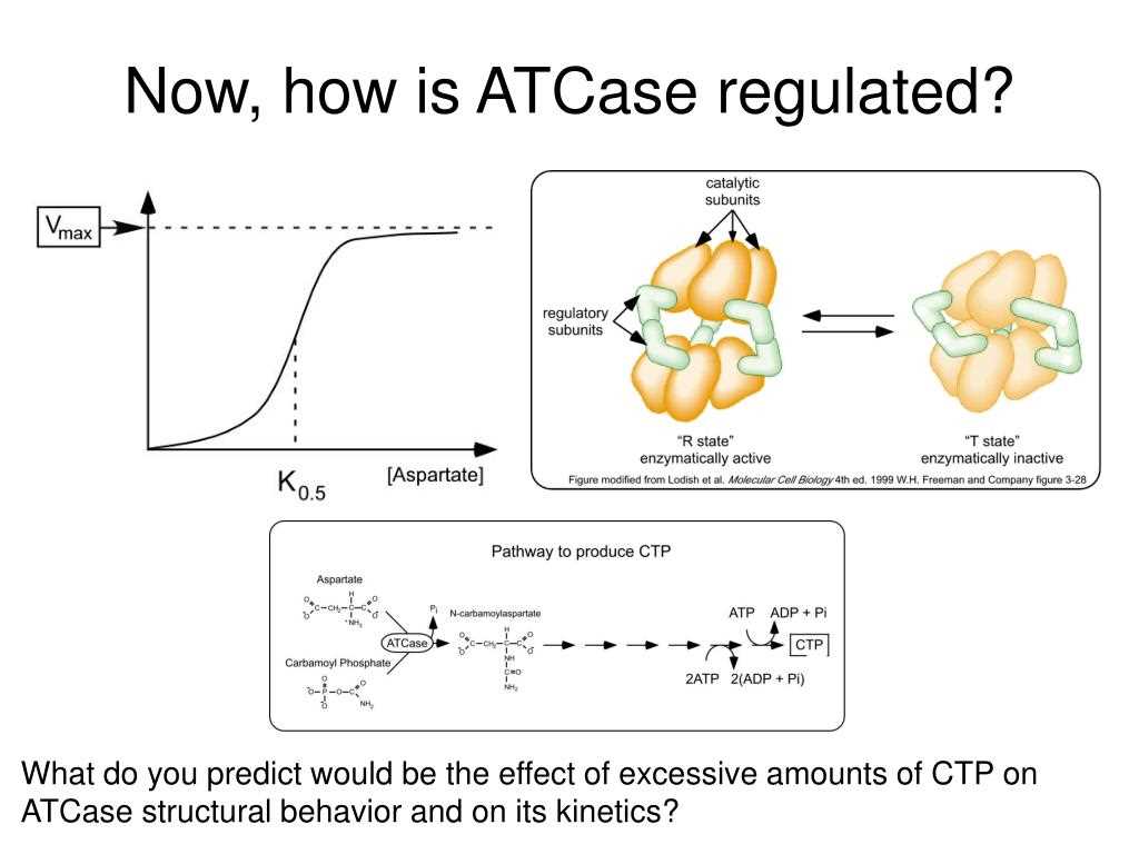 Enzyme Regulation and Feedback Inhibition