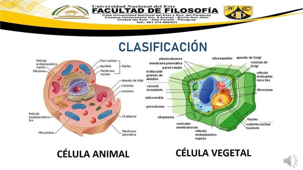 Energy Production in the Cell