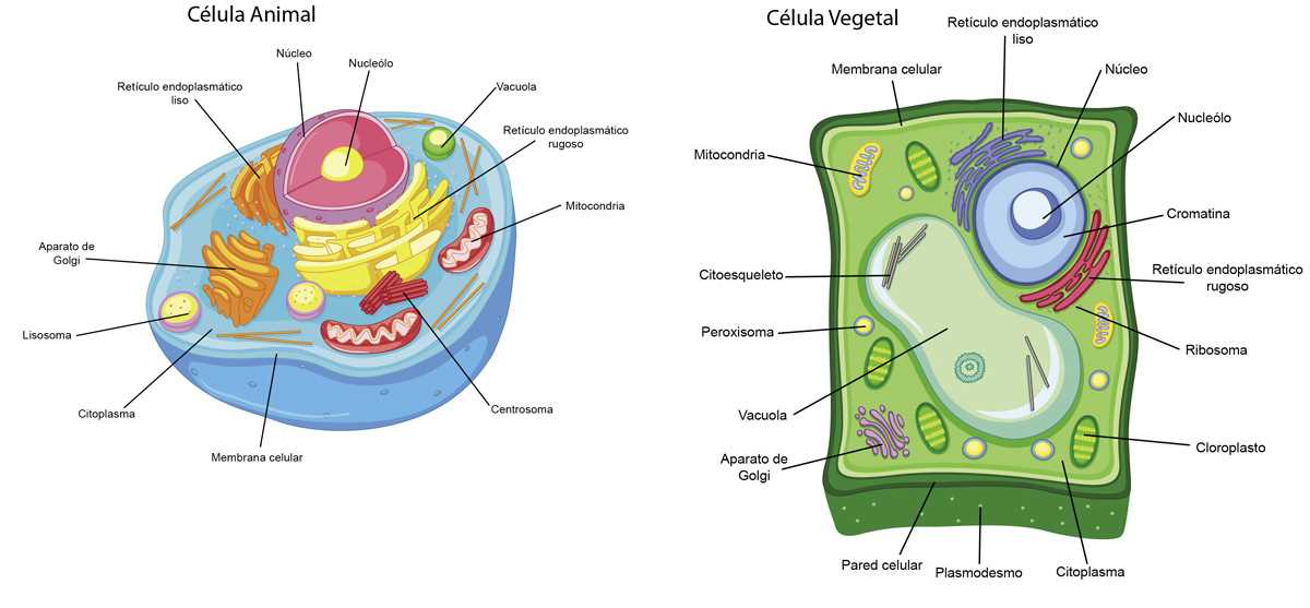 The Importance of Cell Communication