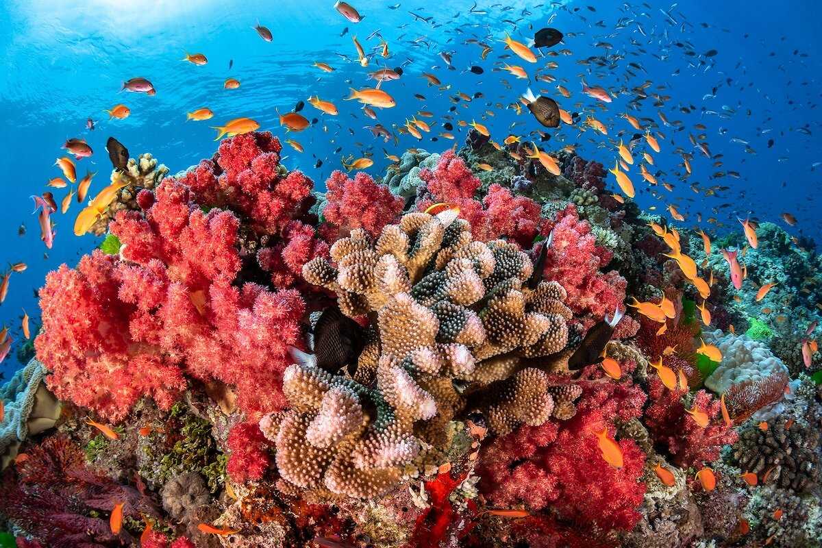 The Importance of Coral Reefs