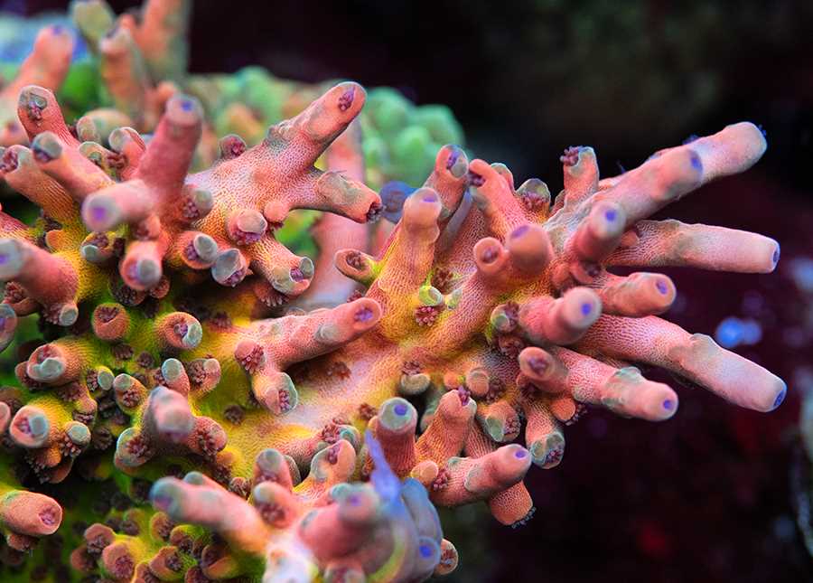 The Role of Coral Reefs in Climate Regulation