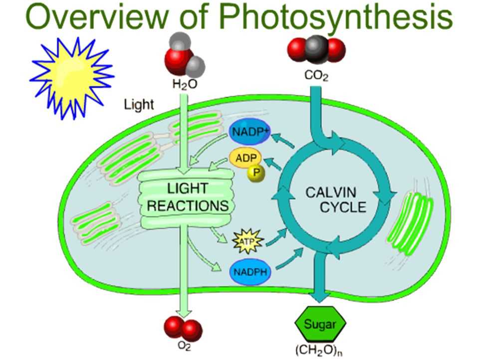 The Process of Respiration