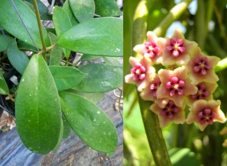 What is the Harvey Hoya iHuman?