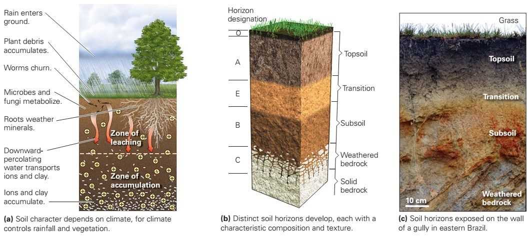 Geological Processes and Soil Formation