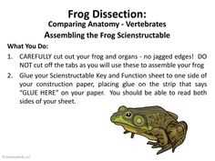 Enhancing Your Knowledge with Frog Dissection Crossword