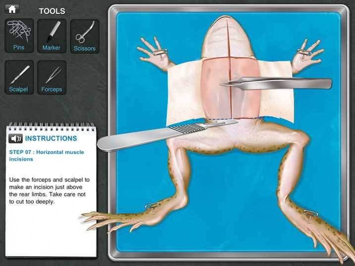5. Compare with Real-Life Dissections:
