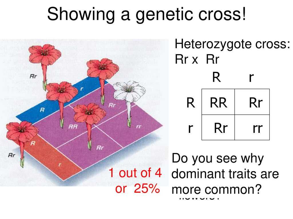 Genetic crosses that involve 2 traits answer key