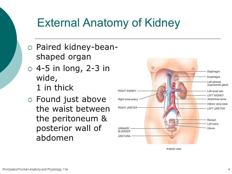 Understanding the Review Questions and Answers for Chapter 4 of Anatomy and Physiology Anatomy and physiology chapter 4 review questions answers