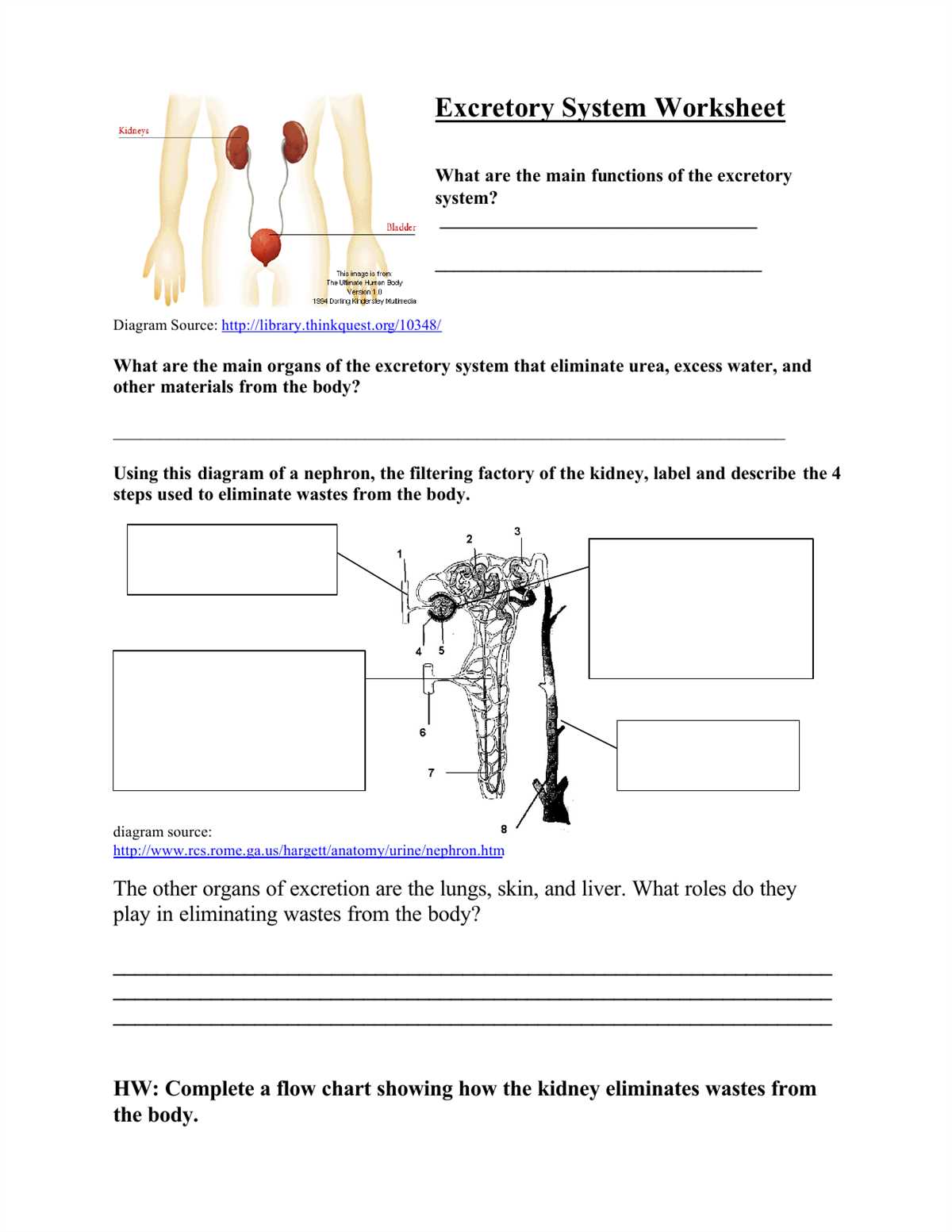 Examining the Functions of the Urinary System