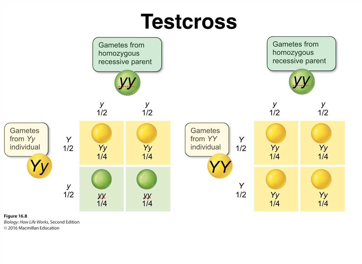 Crosses Involving Two Traits