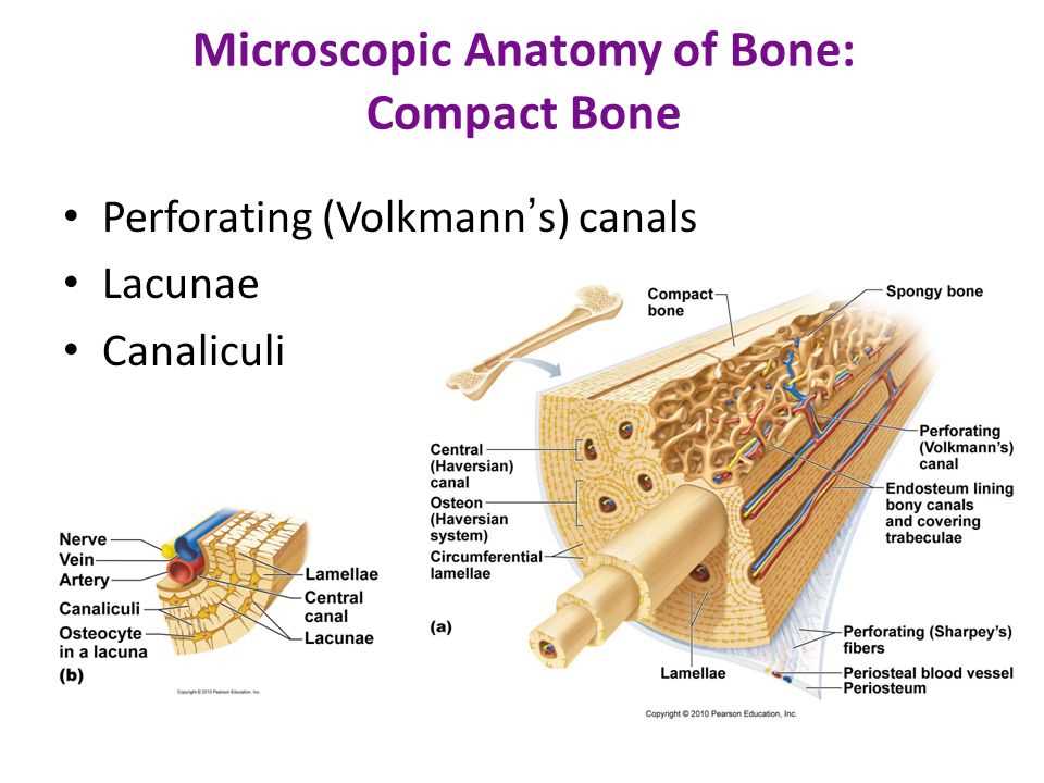 The Sliding Filament Theory of Muscle Contraction