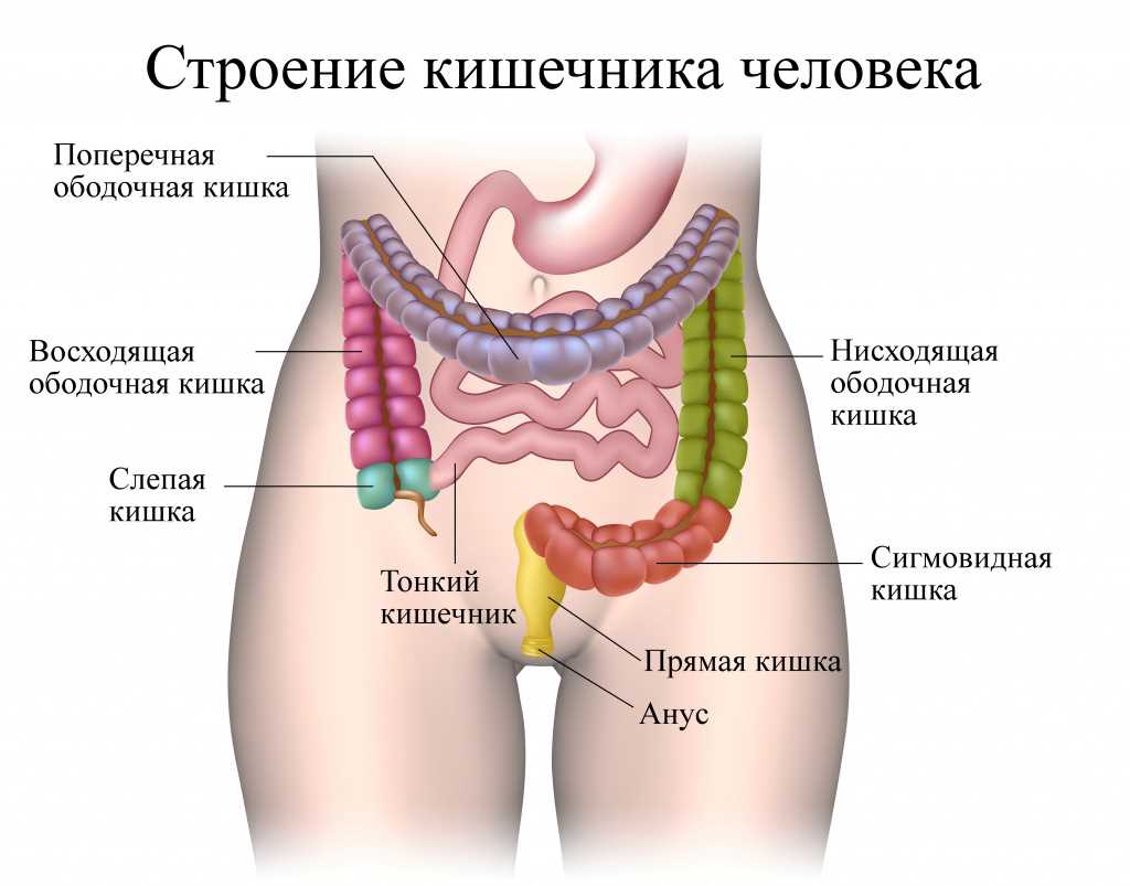 Descending Colon: Locating the Third Section