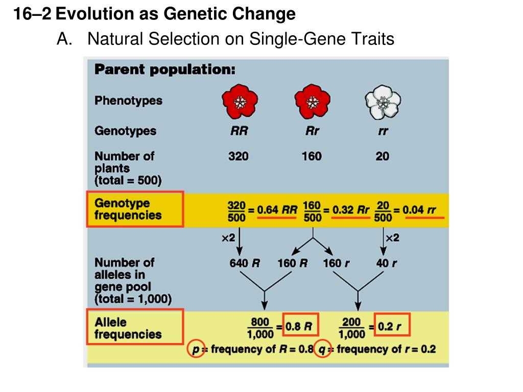 Mendelian Genetics and Dominant Traits
