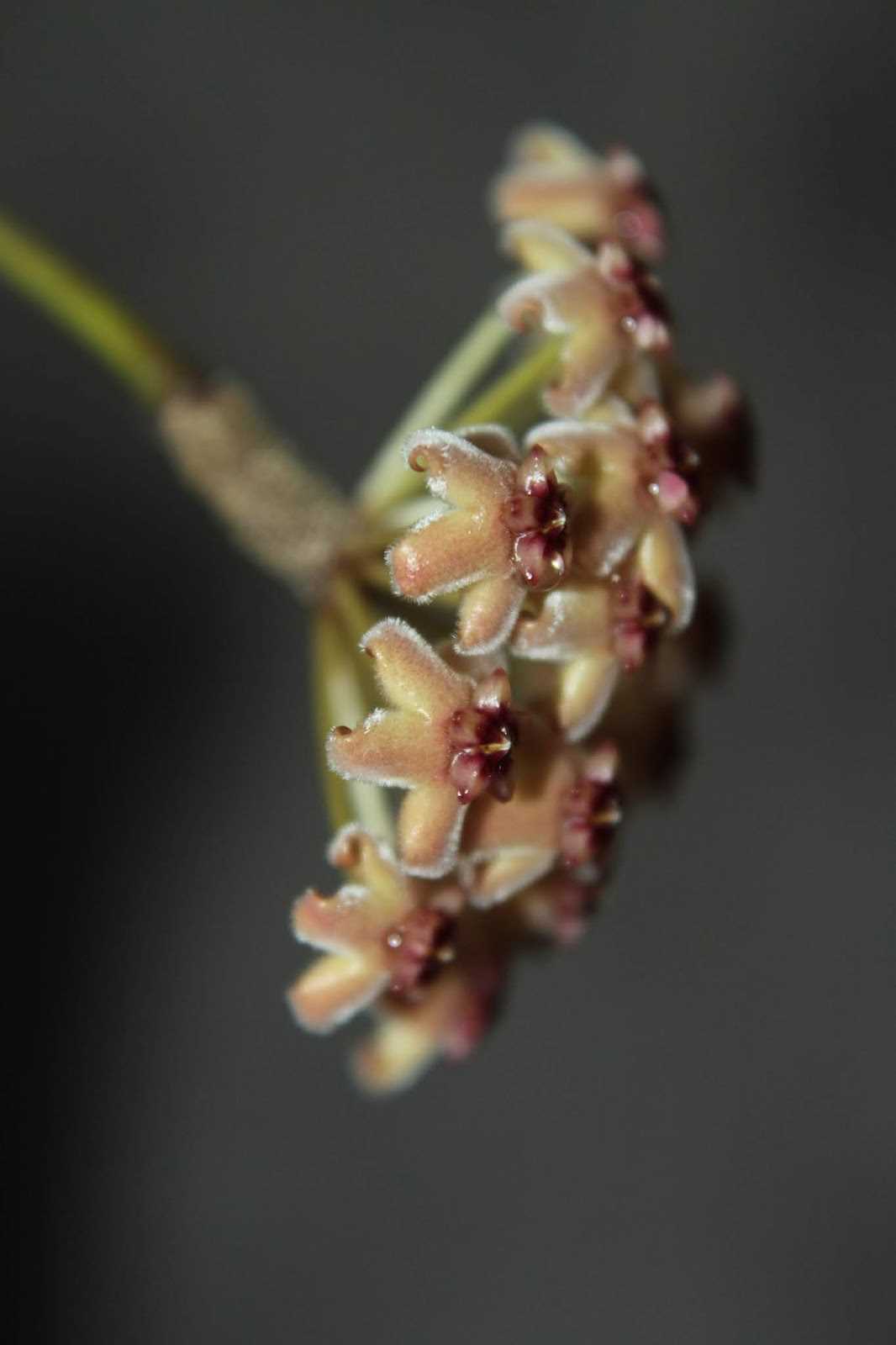 Benefits of using Harvey Hoya iHuman