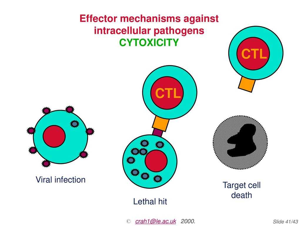 Exploring the concepts of active and passive immunity