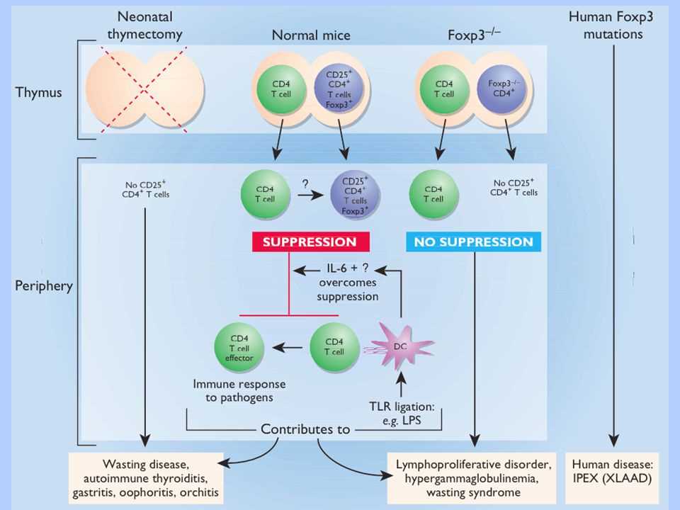 4. Cytokines and Chemokines