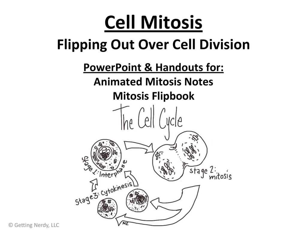 Key Points in the Cells and Cell Processes Answer Key: