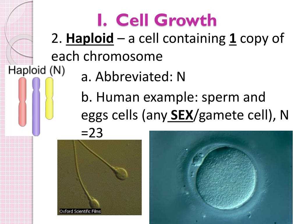 Chapter 10 cell growth and division answer key pdf