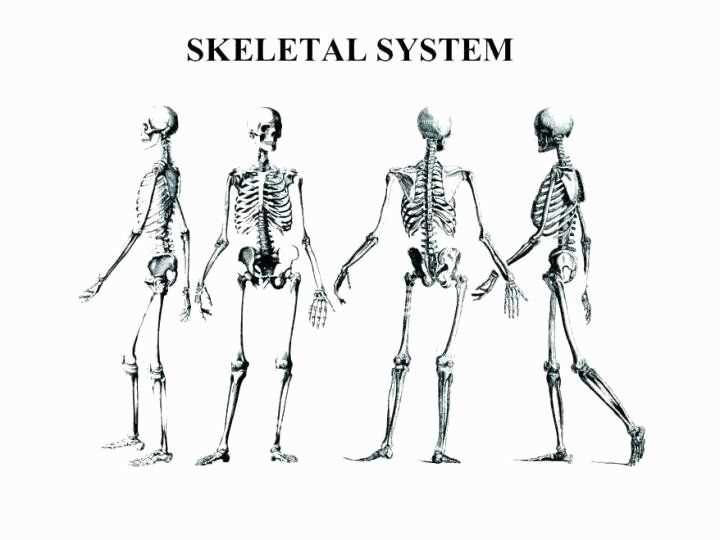Exploring the different systems of the human body