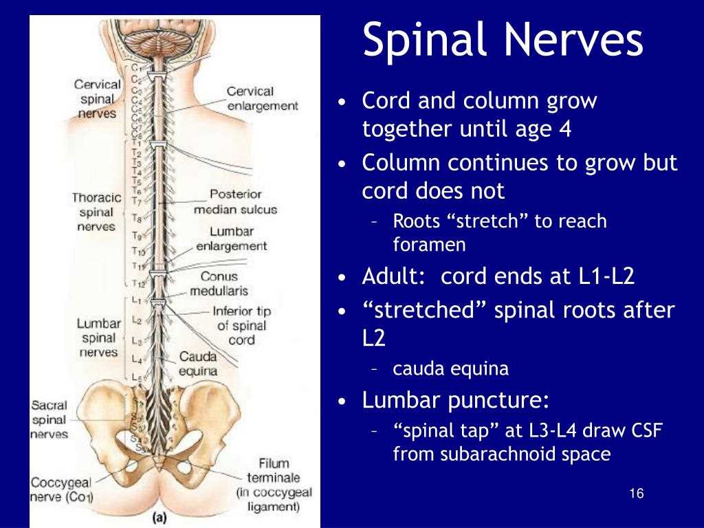 Understanding the Nervous System