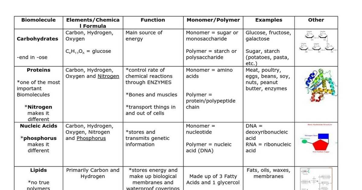 Importance of Macromolecule Matching Worksheet