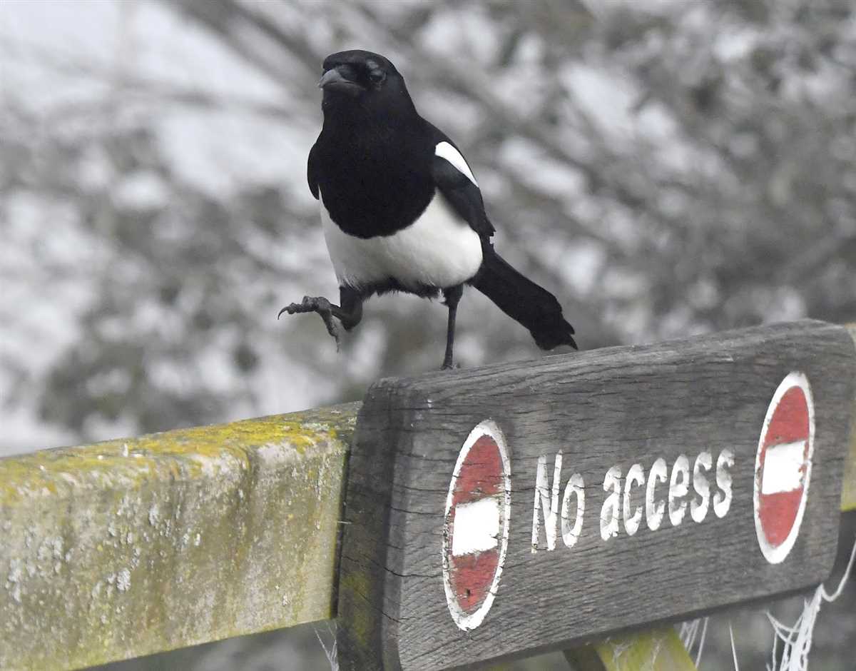 Additional Resources for Magpie Lab Activity 3