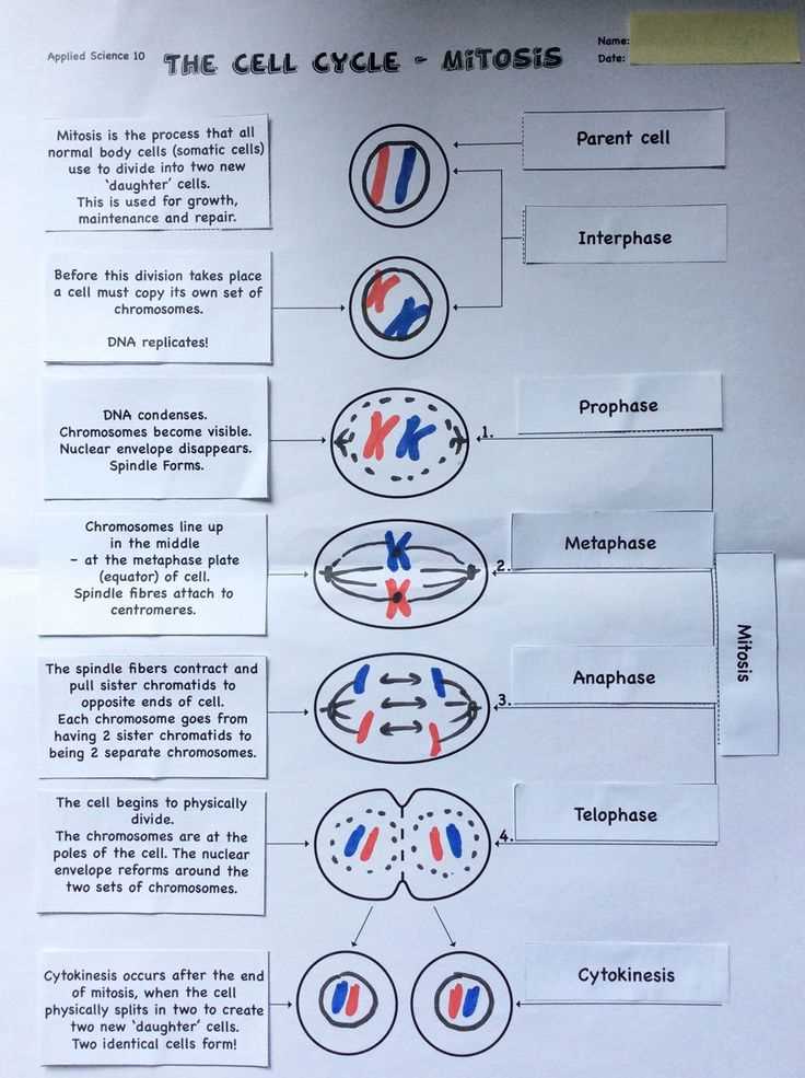 Tips for Using Meiosis Matching Worksheet Answer Key