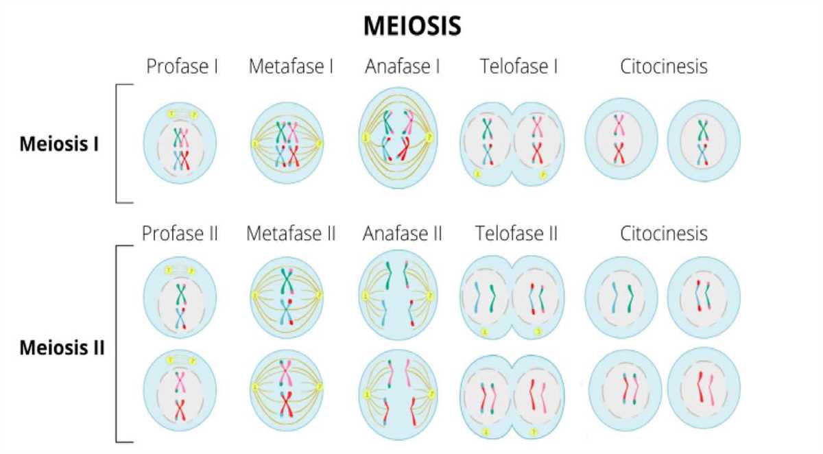 Meiosis in Humans: Implications for Reproduction and Inheritance