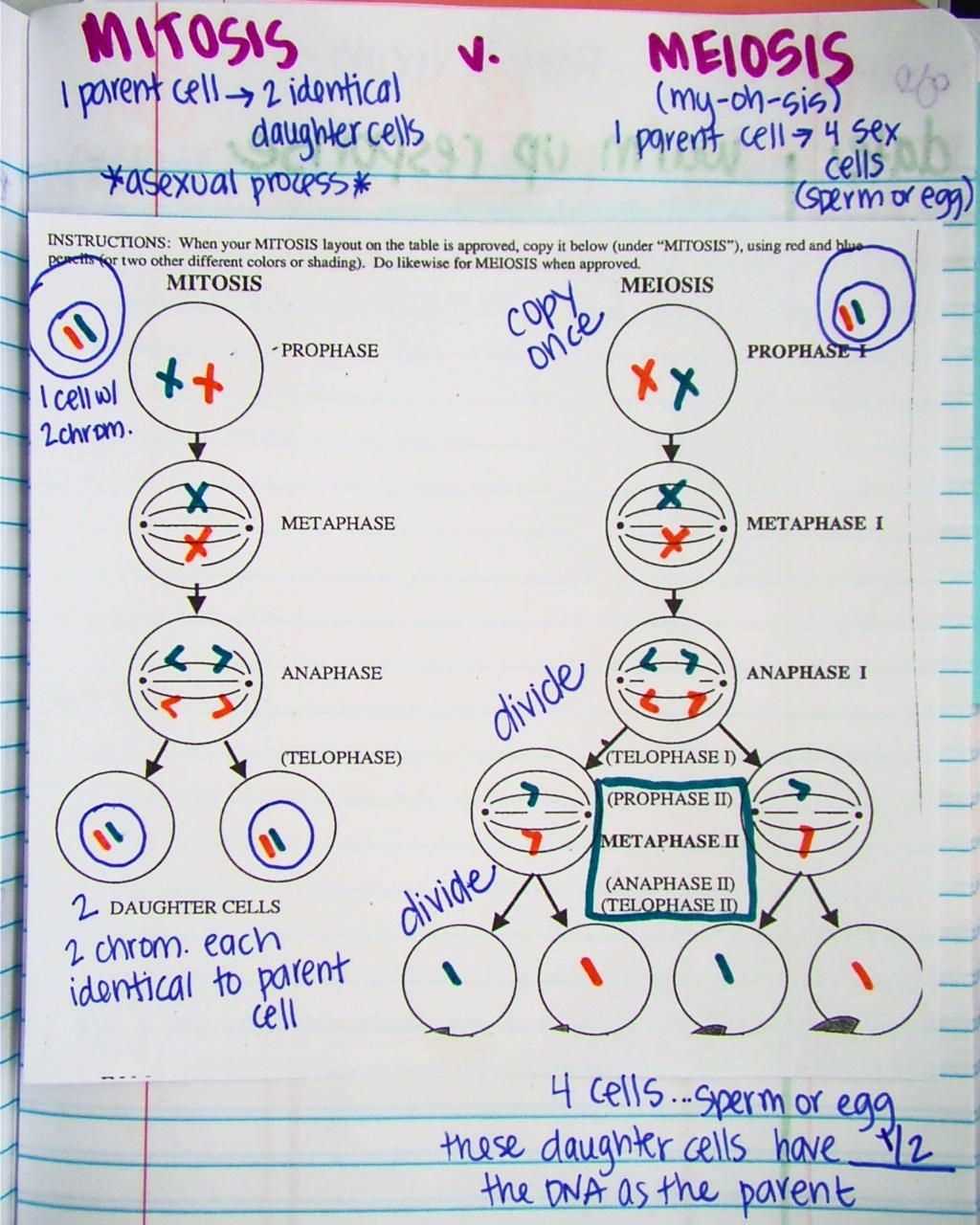 Meiosis II