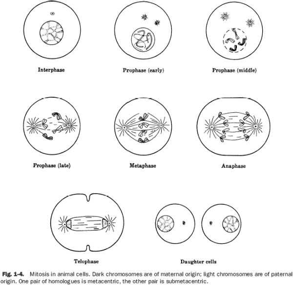 2. Prophase: