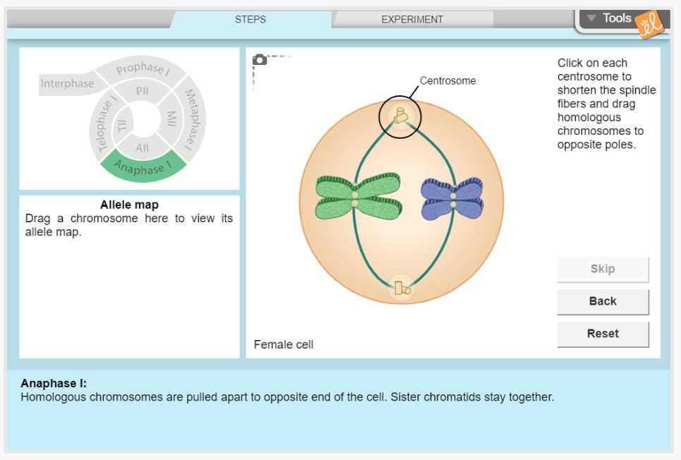 Meiosis I: