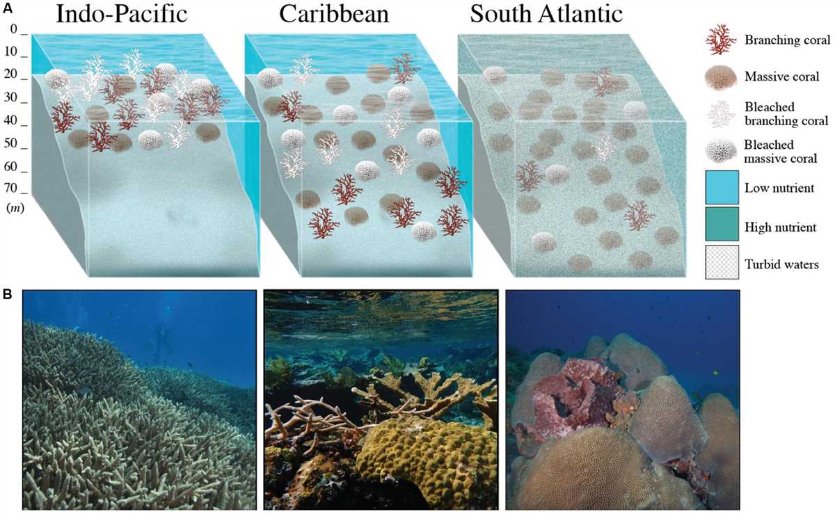 Threats to Coral Reefs: Human Activities