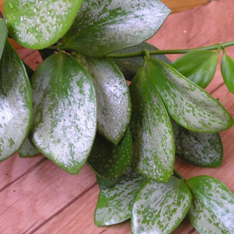Tips for using Harvey Hoya iHuman effectively