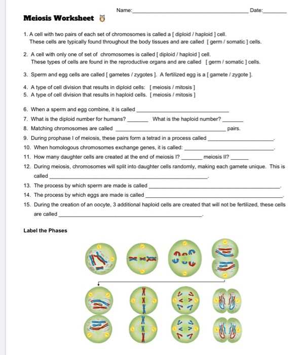 Common Questions about Cell Growth and Division