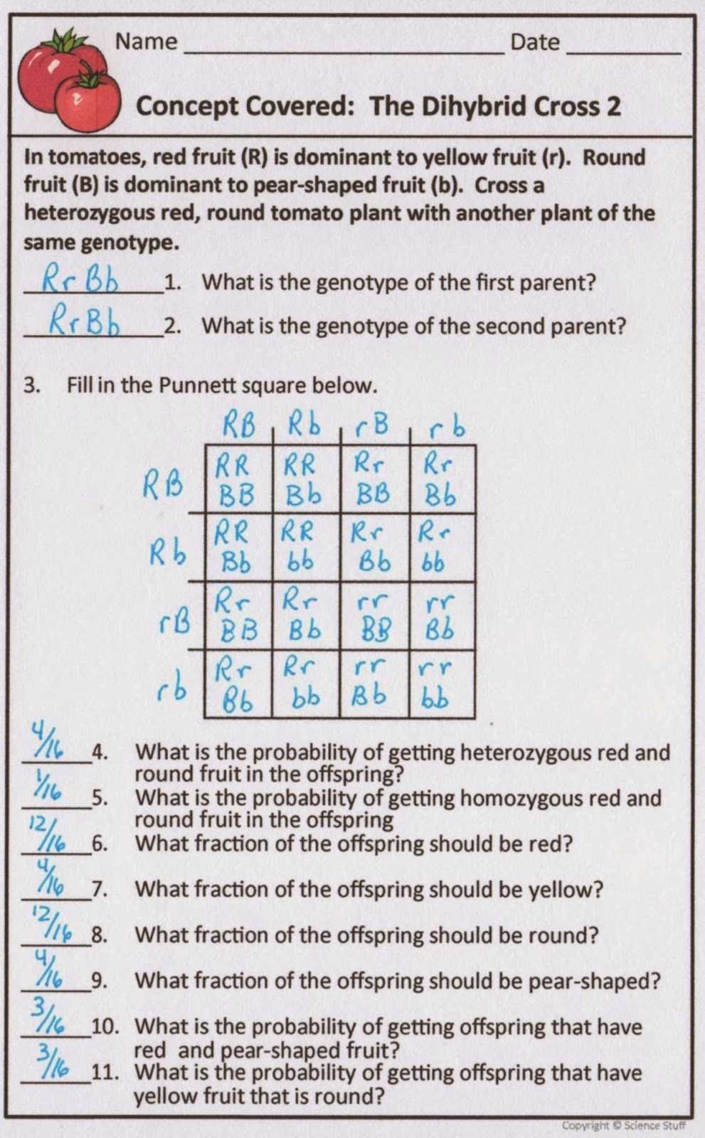 Key Concepts of Dihybrid Crosses