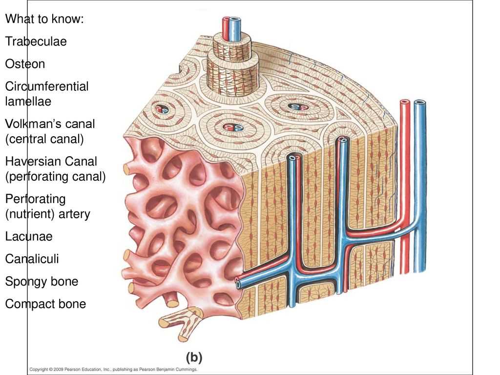 Common Medical Terminology
