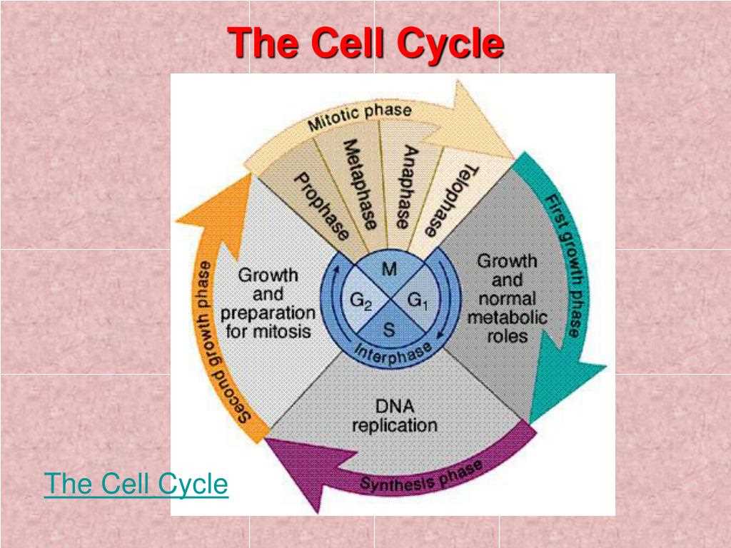 Chapter 10 Cell Growth and Division Answer Key PDF