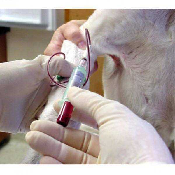 What is a Phenobarbital Blood Test?