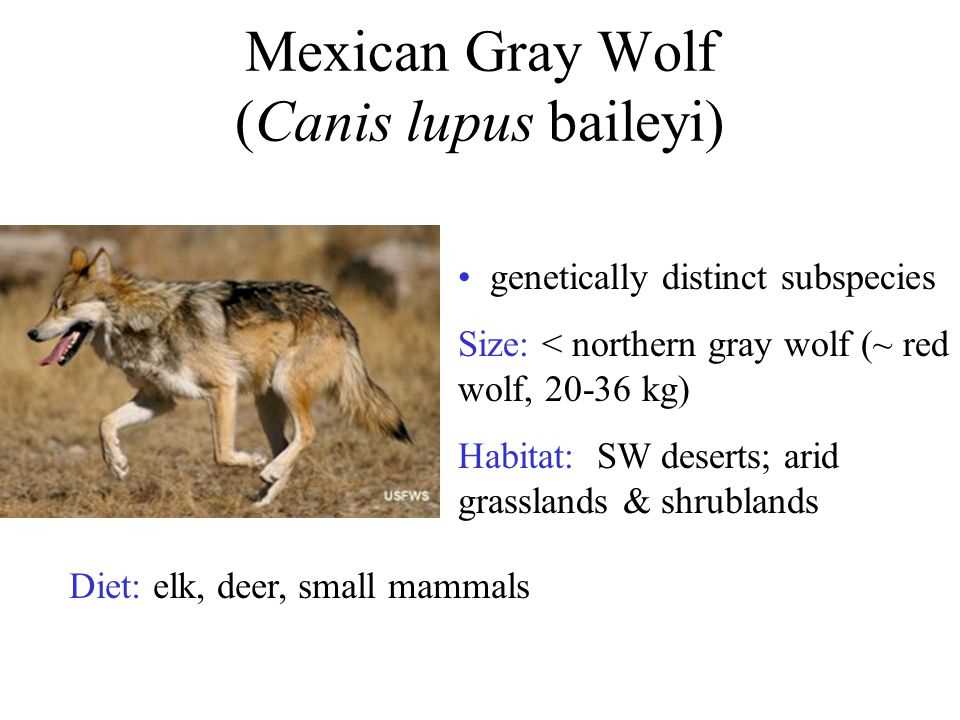 Future of Canis Lupus Conservation