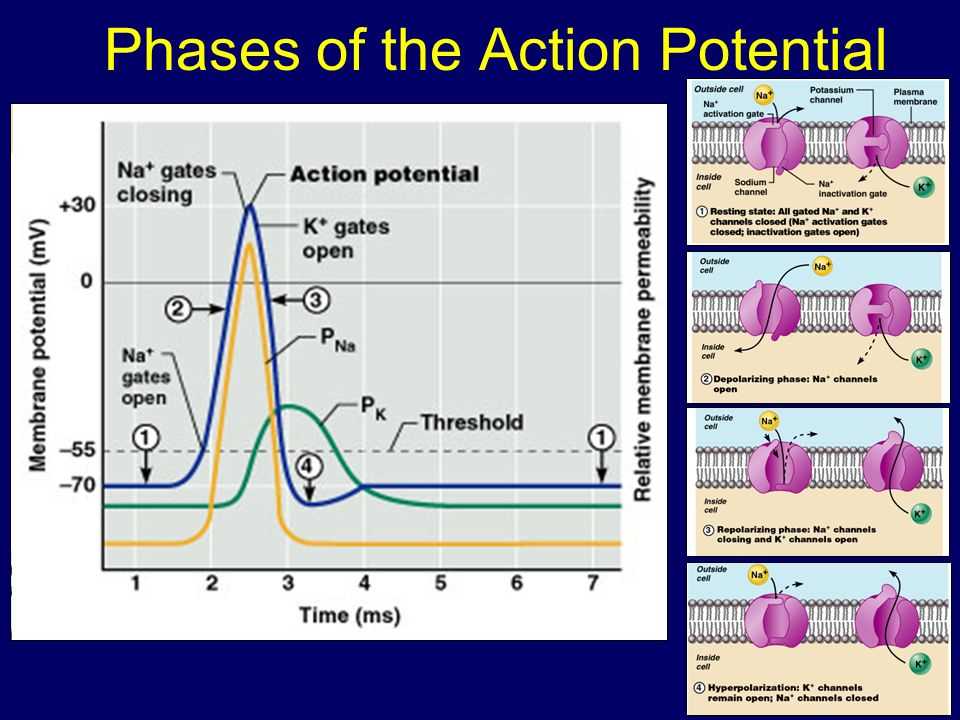 Interpreting Action Potential Data in Powerphys Lab