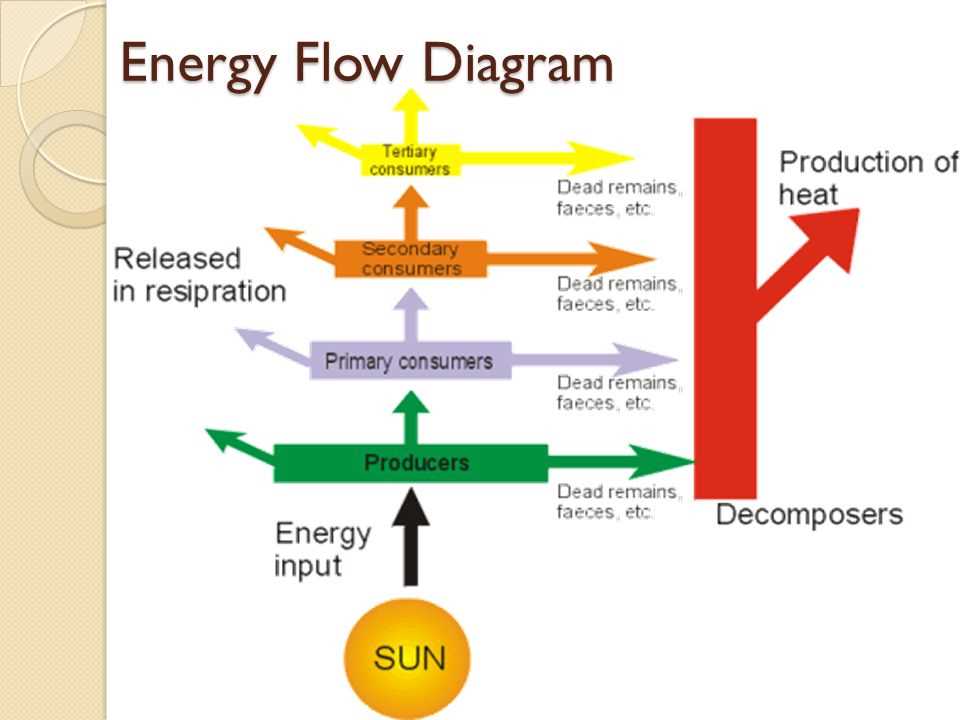 What is a primary consumer energy flow lab?
