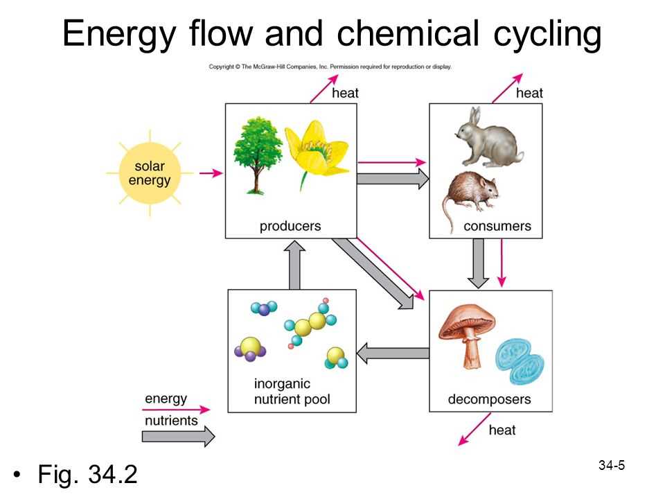Unveiling the Answers from the Primary Consumer Energy Flow Lab Primary consumer energy flow lab answers
