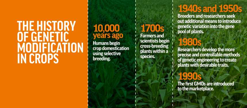Potential Environmental Risks Associated with GMOs