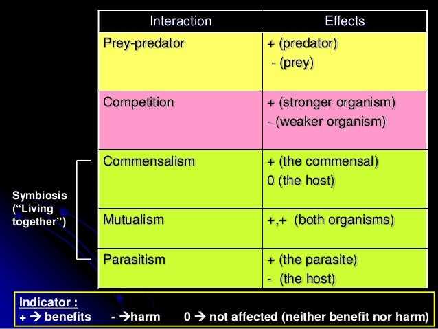 Exploring Predation in Ecosystems