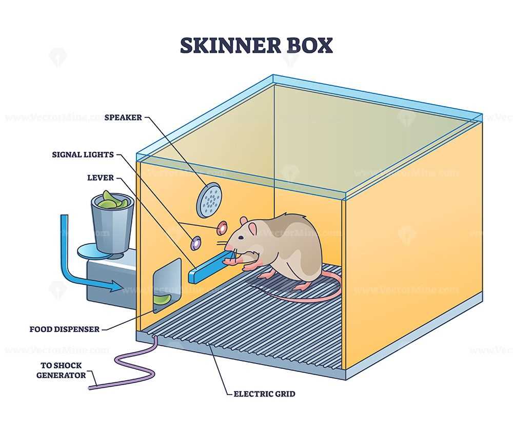 Unraveling Insights from Mouse Experiment Results through Data Analysis Analyzing data mouse experiment answers