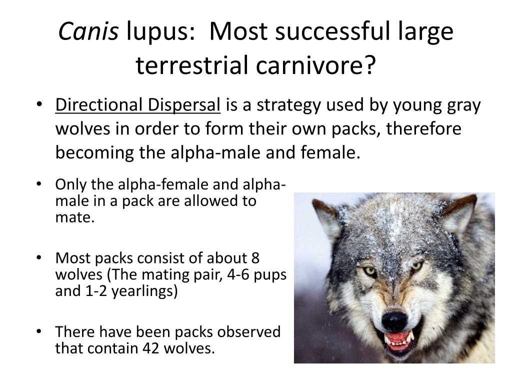 The return of canis lupus answer key