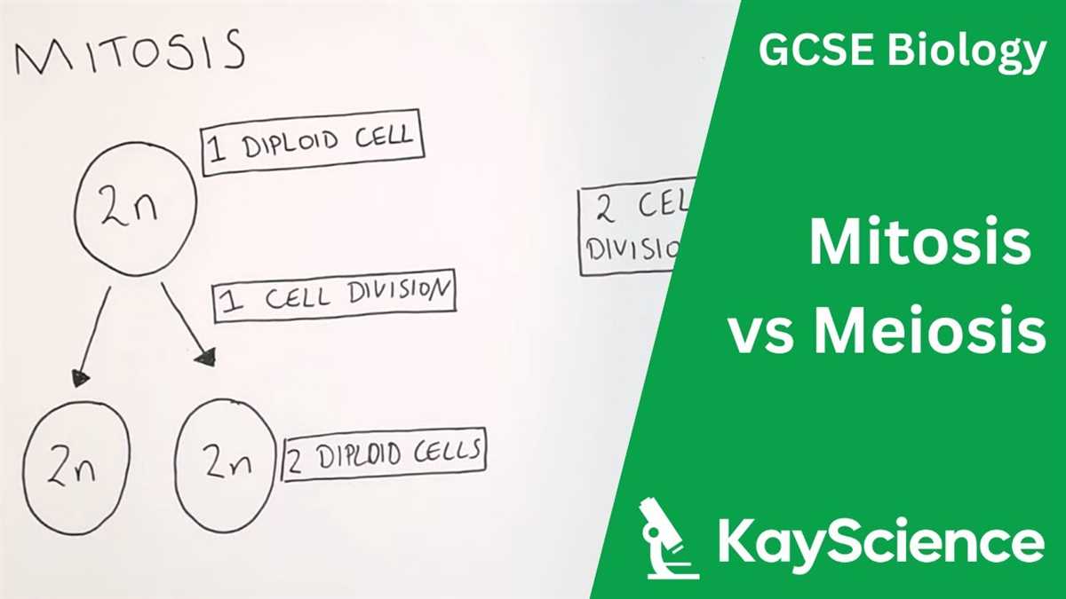 Section 8 2 review cell division answer key