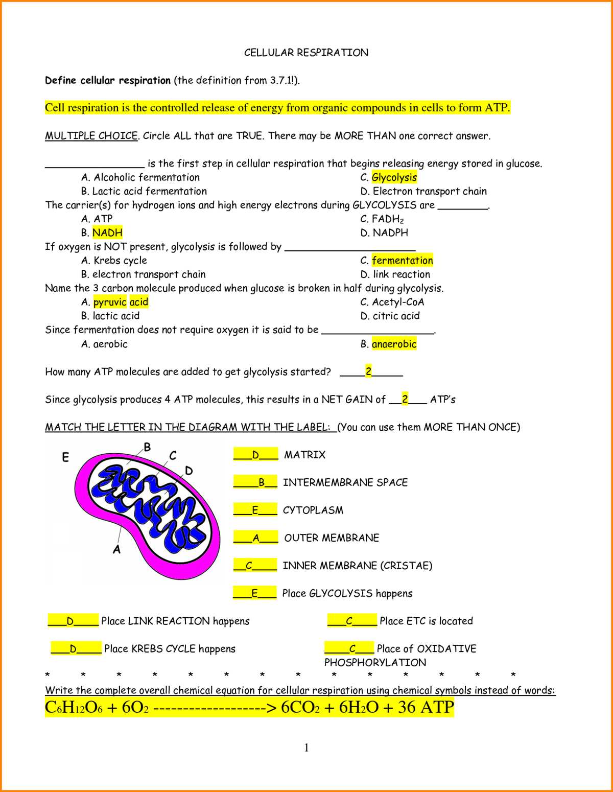 Understanding the Process of Cellular Respiration